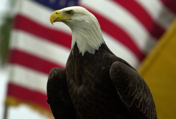 birding identification guide USA birding identification guide USA