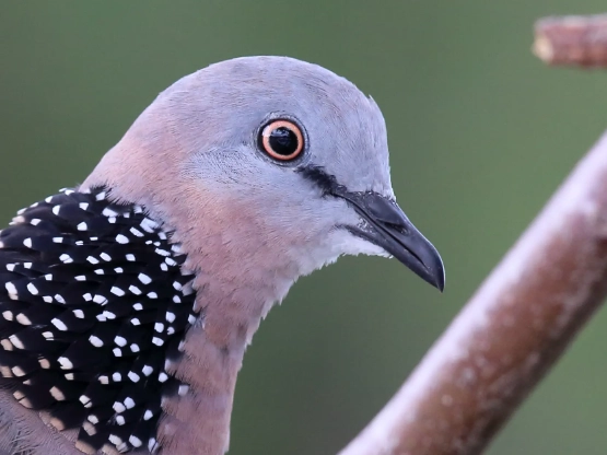 Azure Kingfisher Azure Kingfisher
