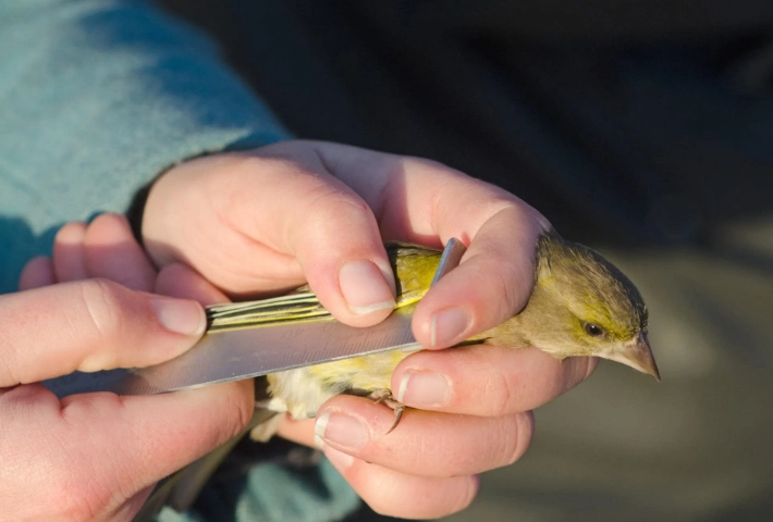 bird ringing codes