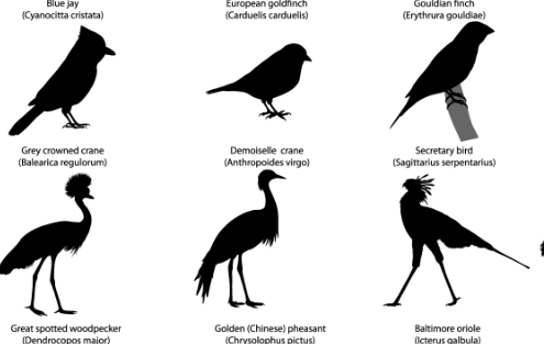how to identify birds by shape how to identify birds by shape