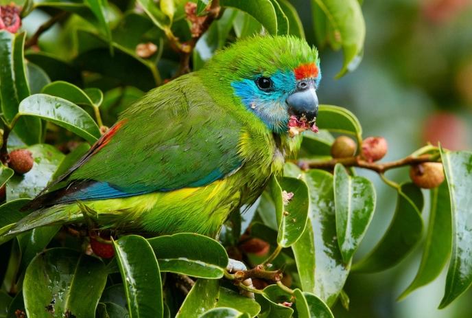 birds with blue eye rings birds with blue eye rings