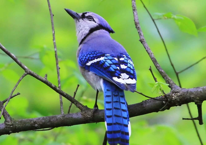 Azure Kingfisher Azure Kingfisher