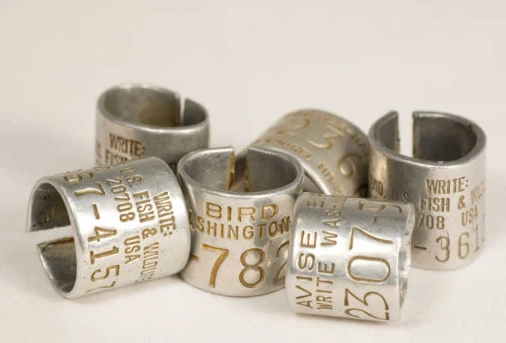 bird ring identification