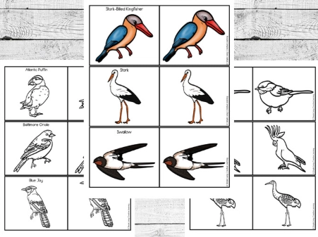 how to tell male and female birds