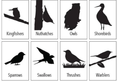 bird silhouette guide bird silhouette guide