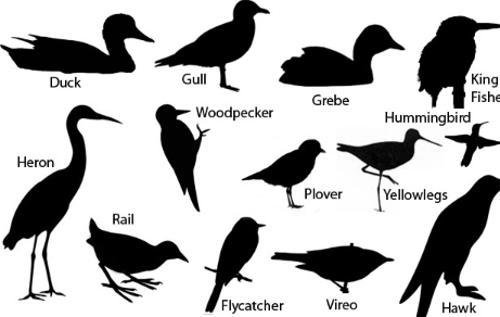 bird identification by silhouette bird identification by silhouette