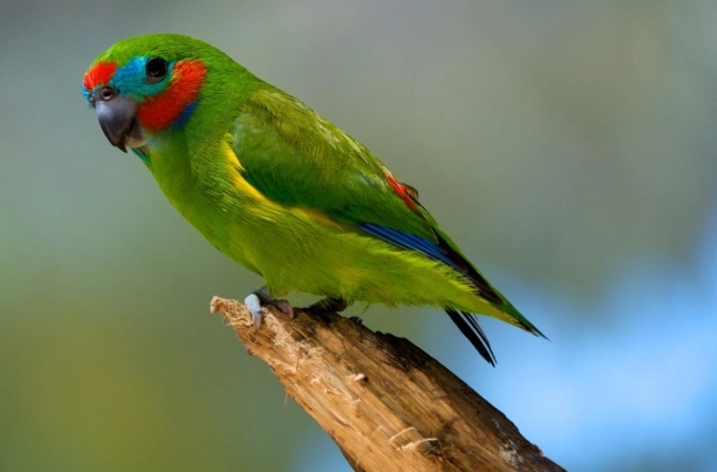 Blue ring around eyes bird Blue ring around eyes bird