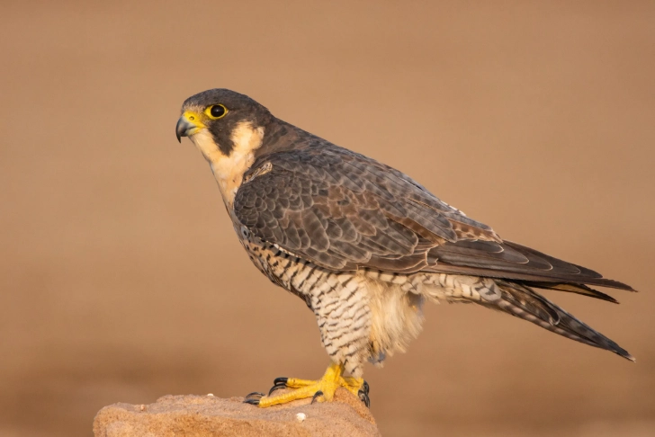 California birding guide