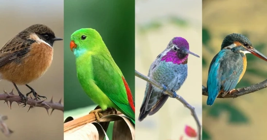 how to tell male and female birds