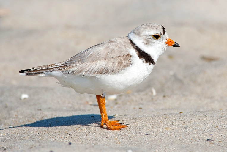bird migration seasons comparison