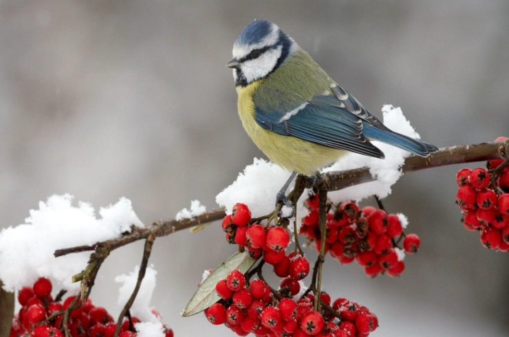beautiful winter birds
