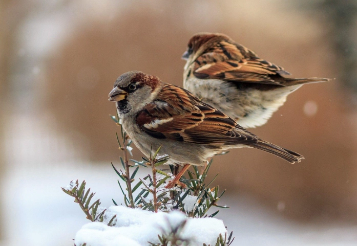 beautiful winter birds