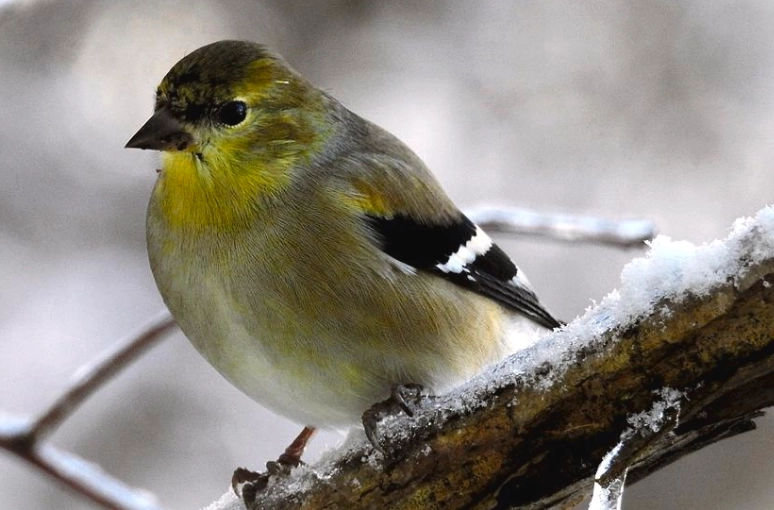 winter bird identification usa winter bird identification usa