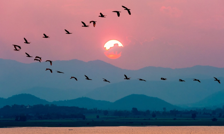 spring migration timing