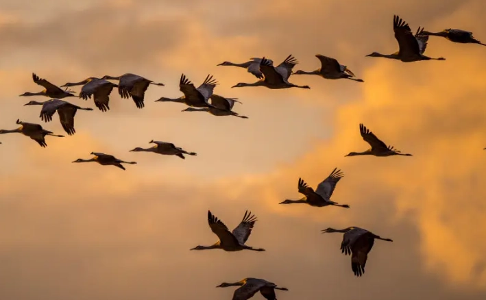 difference between spring and fall migration