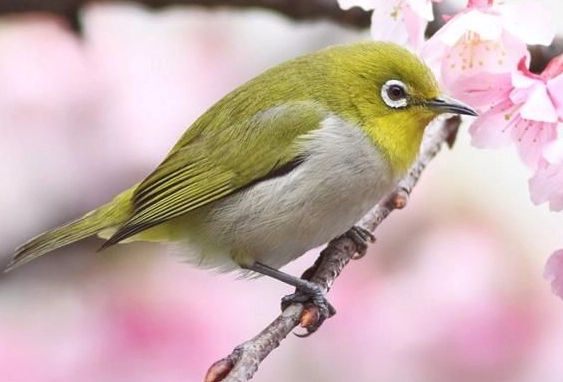 spring vs fall bird migration