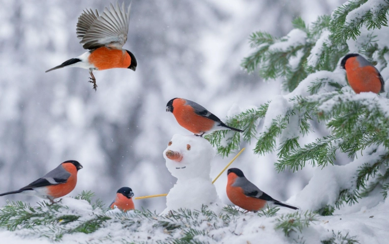 Large winter birds identification