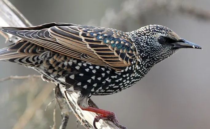 identify birds in winter identify birds in winter