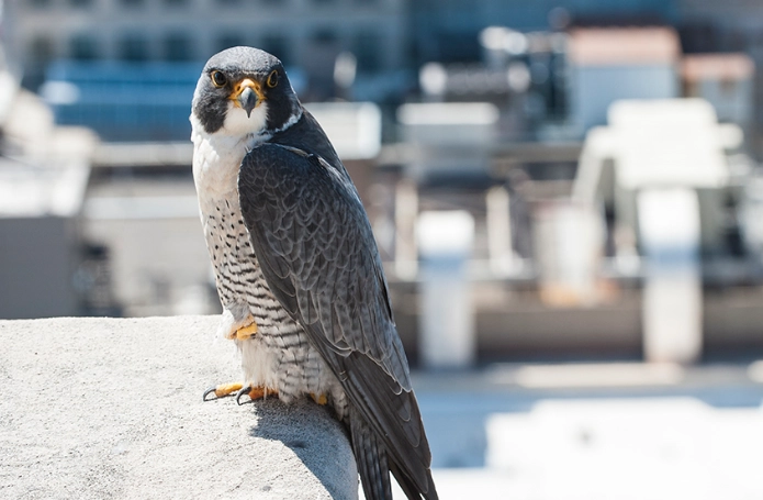 spring vs fall bird migration