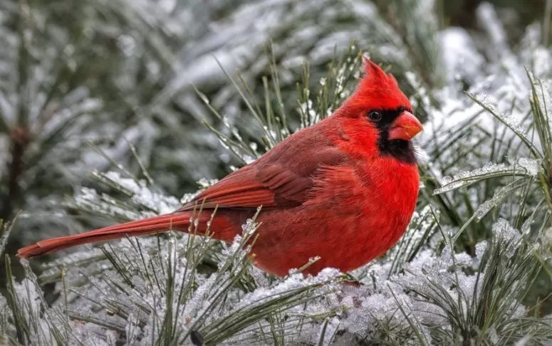 Large birds in winter