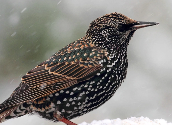 identify birds in winter plumage