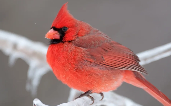 winter plumage birds winter plumage birds