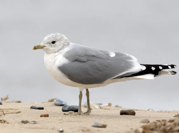winter plumage birds winter plumage birds