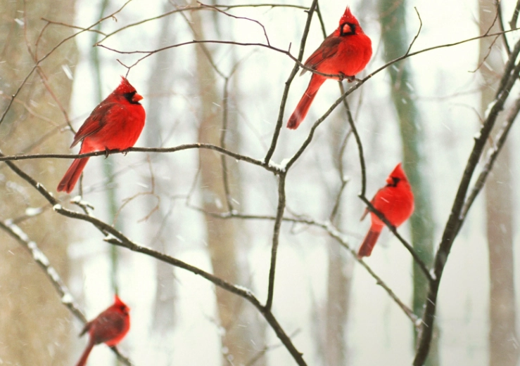 Winter bird watching guide