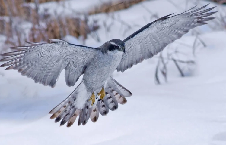 winter bird identification