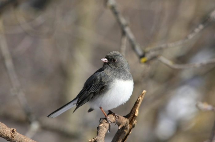 winter bird identification