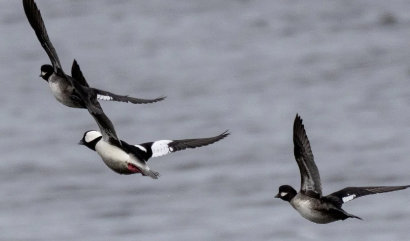 spring bird migration duration