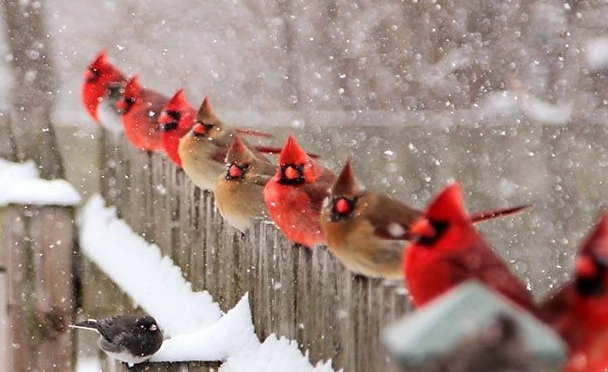 birds in winter