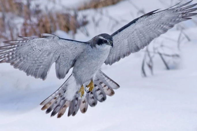 Winter bird watching guide