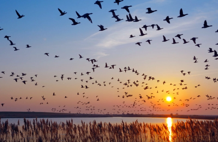 how long does bird migration last
