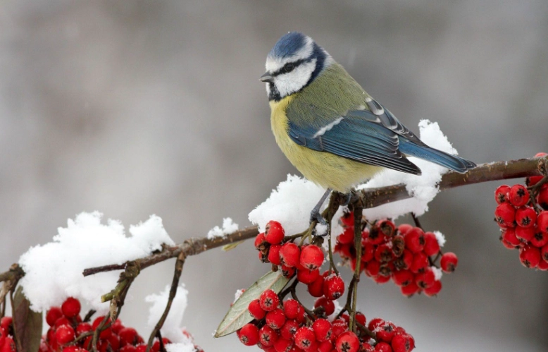 Large winter birds identification
