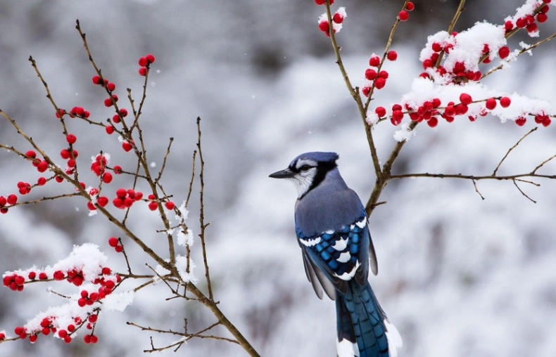birds in winter