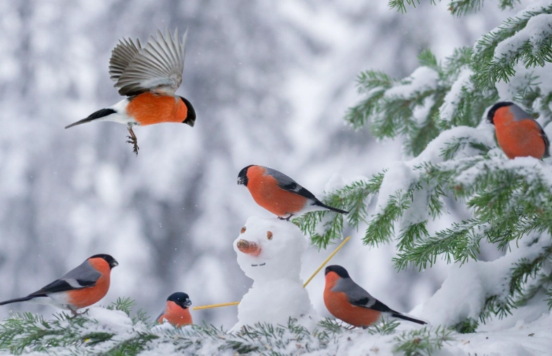 beautiful winter birds