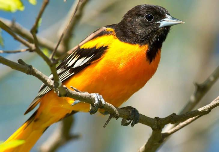 difference between spring and fall migration