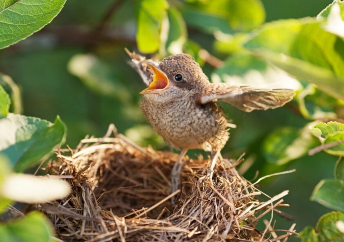 nestling vs fledgling nestling vs fledgling