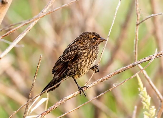 young bird vs adult bird