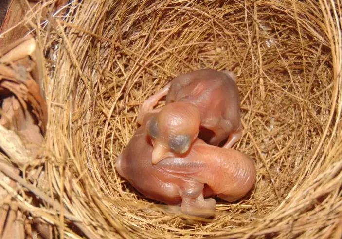found a baby bird what kind found a baby bird what kind