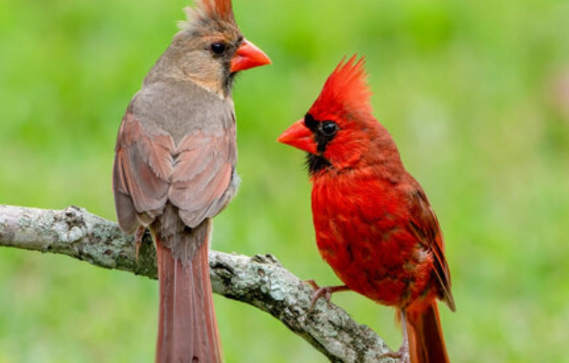 how to tell if a bird is a baby