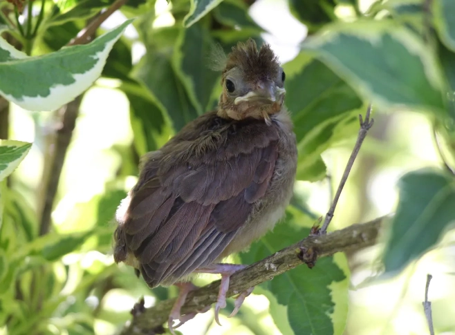 identifying juvenile birds california