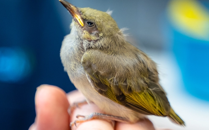 baby bird names baby bird names