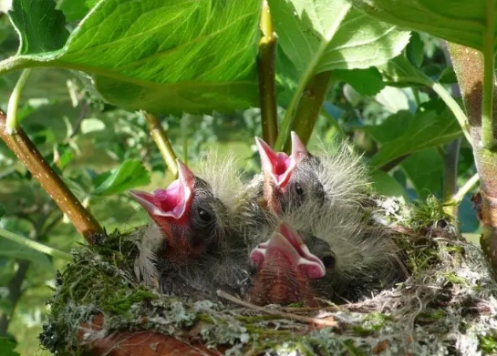 bird identification guide bird identification guide