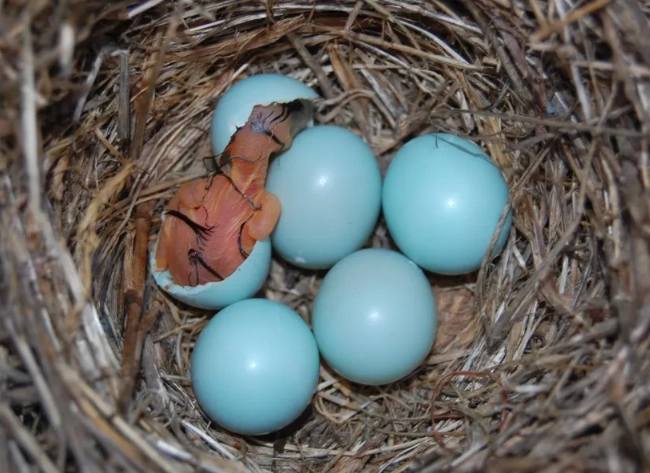baby bird identification