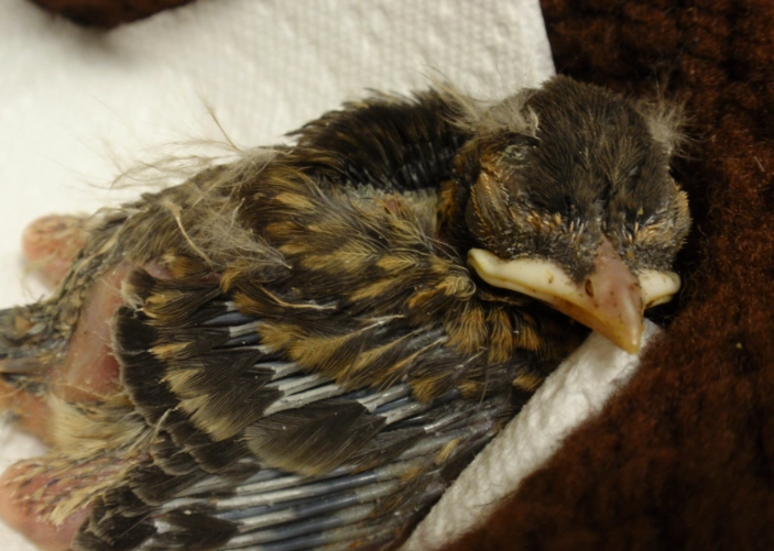 how to identify a baby bird how to identify a baby bird