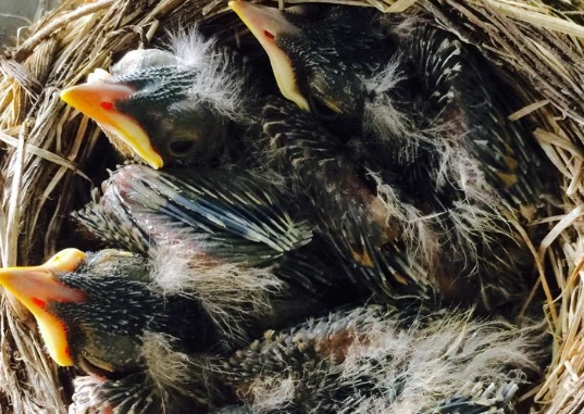 hatchling bird identification