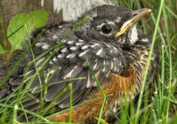 how to identify a baby bird how to identify a baby bird