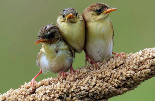 hatchling vs fledgling hatchling vs fledgling